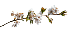 Столп Ба Цзы Дерево Инь на Кролике