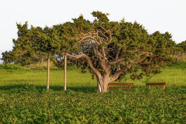 Дерево Ян в Ба Цзы